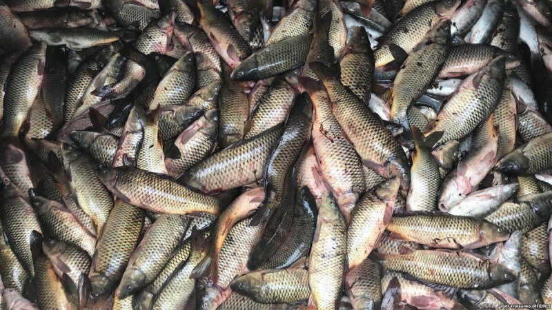 Жайықтағы балықтардың қырылуын ІІМ зерттейді