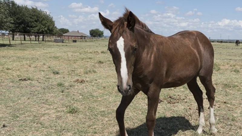 Бие айғырды бір теуіп өлтіріп қойды – видео