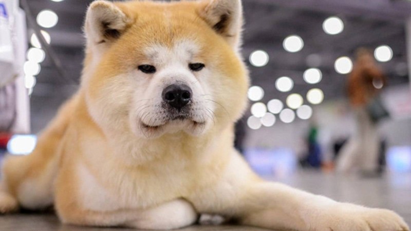 Түсіңізде ит көру не білдіреді?