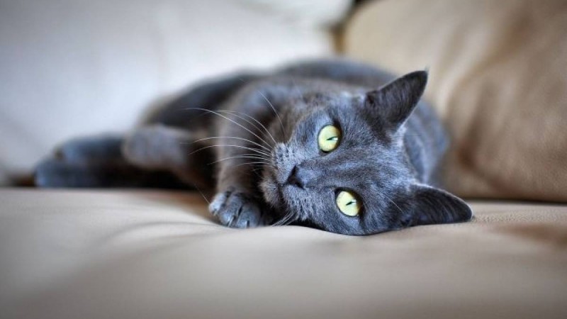 АҚШ-та түрмеде отырған мысықты адвокат ақтап алып шықты