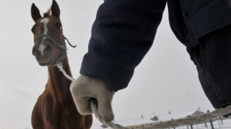 Павлодарлық полицейлер 12 адамнан құралған қылмыстық топтың жолын кесті