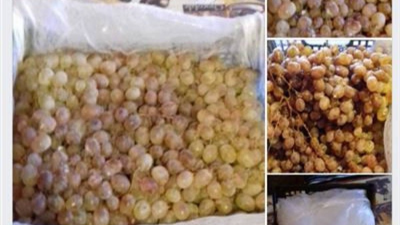 Май зауытының жұмысшылары жалақы орнына жүзім алған