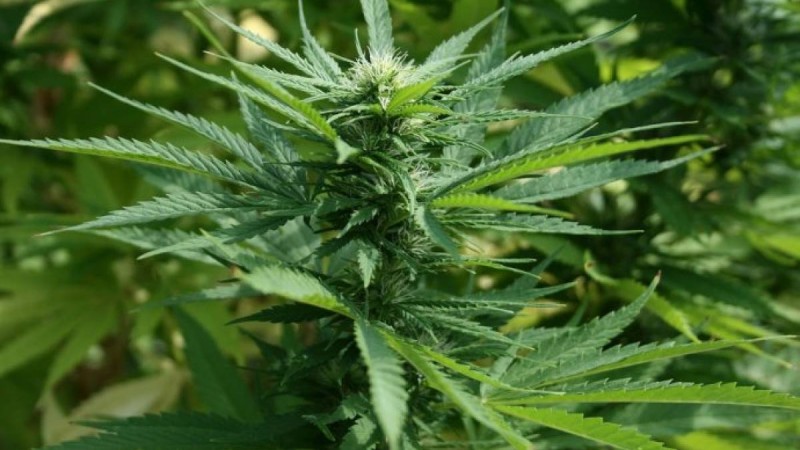 Қарағандылық полицейлер аса ірі көлемдегі есірткі заттарын тәркіледі