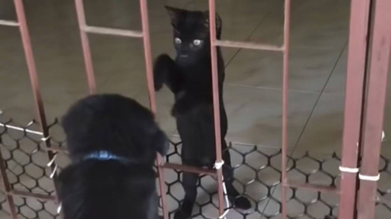 Мысық торға қысылып қалған топ-томпақ күшікті итеріп шығарды – күлкілі видео