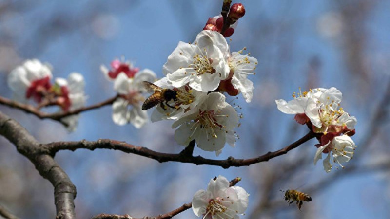 Сәуірде ауа райы қандай болады: болжам