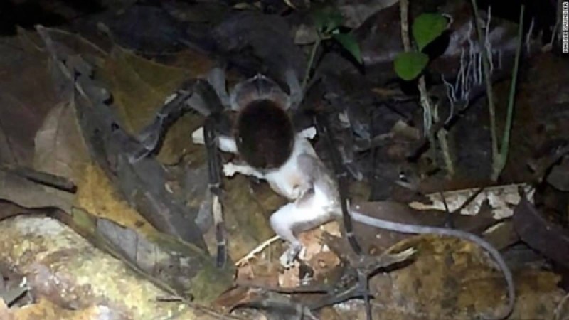 Өрмекшінің тышқанды жеп қойған сәті таспаға түсіп қалды