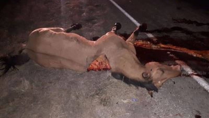 БҚО-да автокөлік жылқыларды соғып кетті (18+)