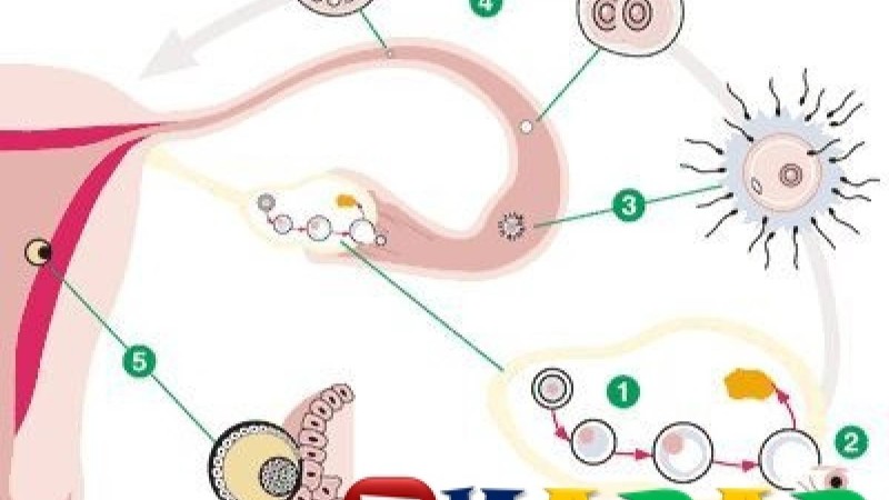 Бойға баланың бітуі қалай жүреді