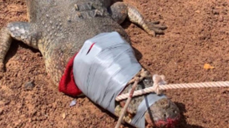 Австралияда салмағы 600 кг қолтырауын «тұтқындалды»