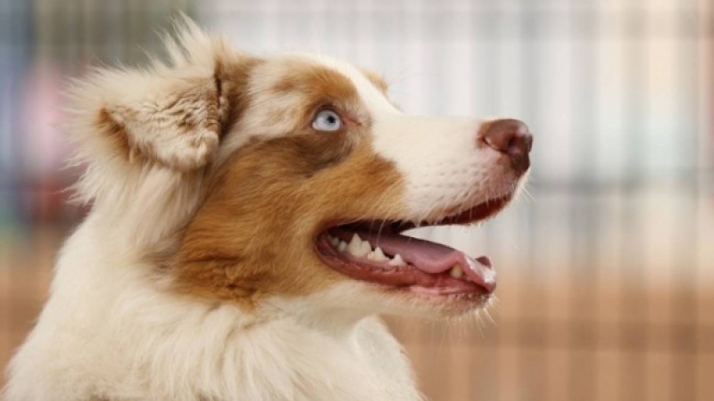 ​Қызды қадағалап тұрып сабақ оқытқан ит Желі жұлдызына айналды