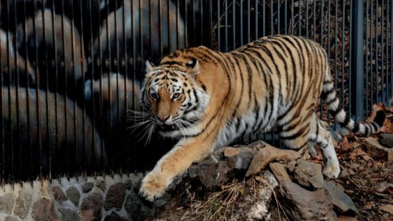 Жолбарыс өзін құтқармақ болған кісіні жеп қоя жаздады