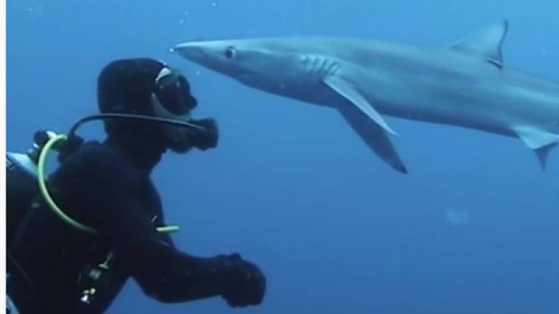 ​Акула спортшыны «сүйіп» алған |