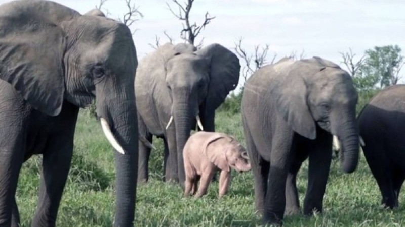 ​Қызыл түсті піл баласы көпшіліктің назарын аударды