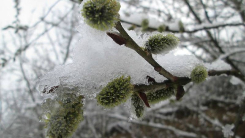 Алдағы күндері елімізде қар жауады - Қазақстан жаңалықтары