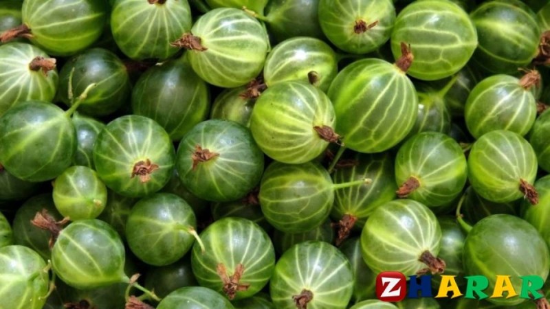 Қарлыған деген не және оның пайдасы