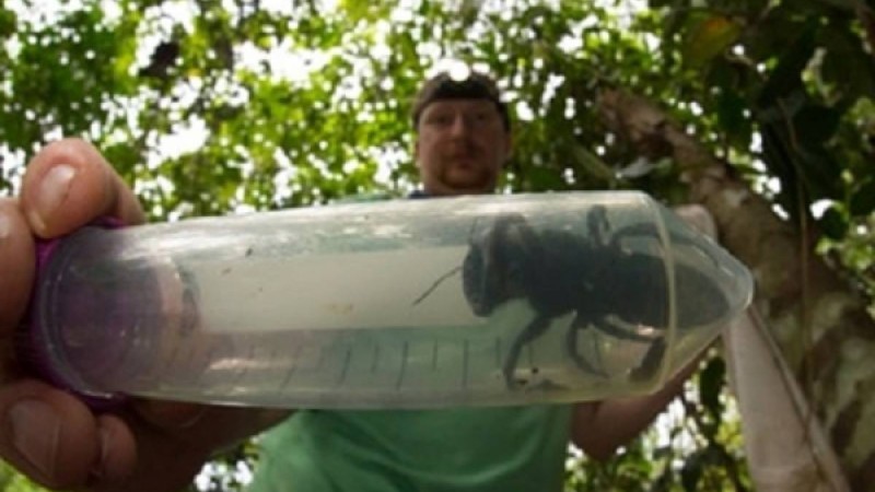 Жойылып кетті деп кесілген алпауыт ара табылды