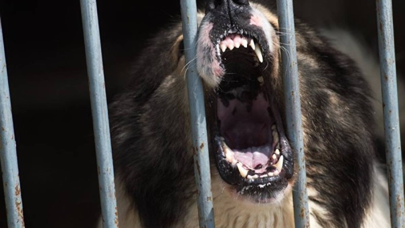 Алабай оқушыны қауып алды