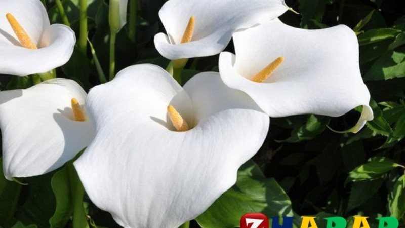 Әйел бақыты