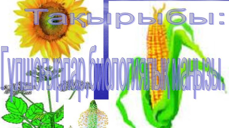 Презентация (слайд): Гүлшоғырлар,биологиялық маңызы