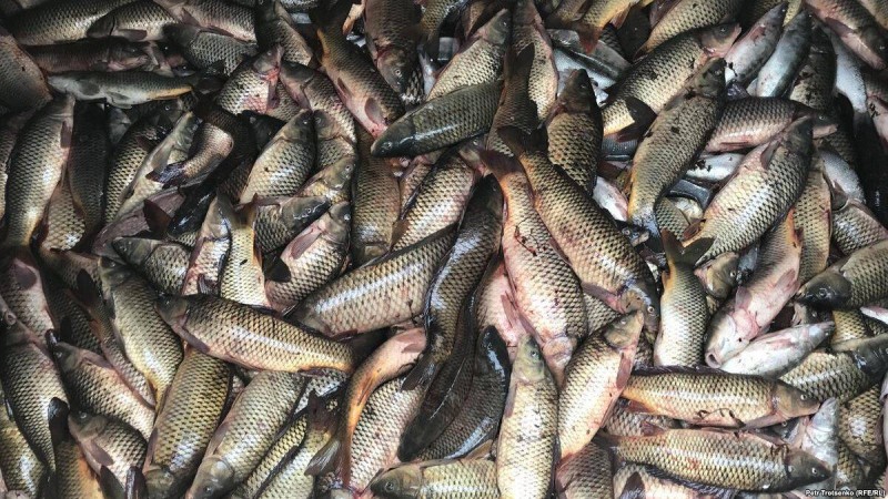 Министрлік Ойыл өзенінен бес тонна өлі балық табылғанын хабарлады