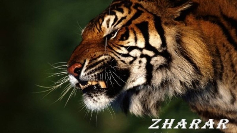 Жиі ашуланасыз ба?