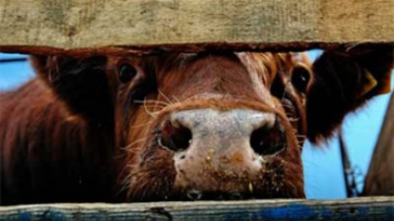 Алматы облысында мал ұрлығымен күрес жұмыстары күшейтілді