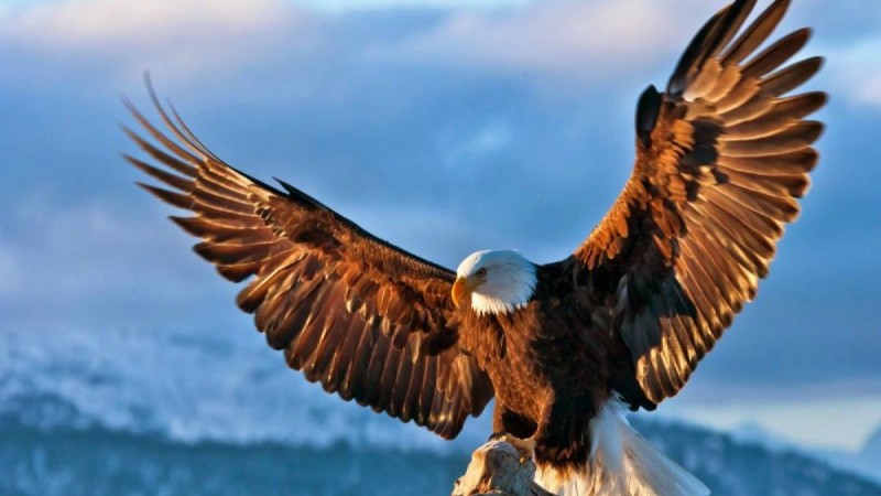 Бүркіт туралы мәлімет - Қазақстан жаңалықтары