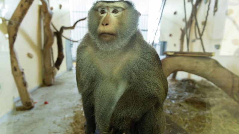 баласымен серуендеп жүрген маймыл желіні күлкіге батырды – видео  