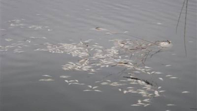 Атыраудағы Орал өзенінде балықтар жаппай қырылып жатыр