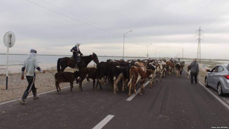 Ақтөбе облысының шаруалары мал ұрлығының көбейгенін айтып шағымданды