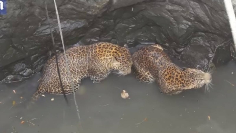 ​Үндістанда құдыққа түсіп кеткен леопардтар құтқарылды