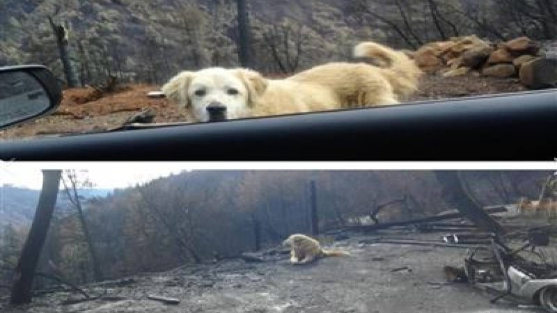 Күшік бір ай бойы өртенген үйде өз иесін күткен