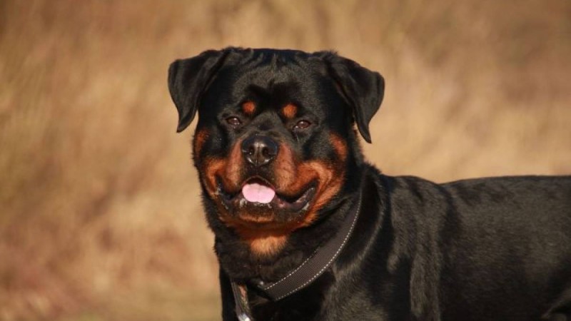 Алматыда қабаған иттер екі жасар қызды шайнап тастады