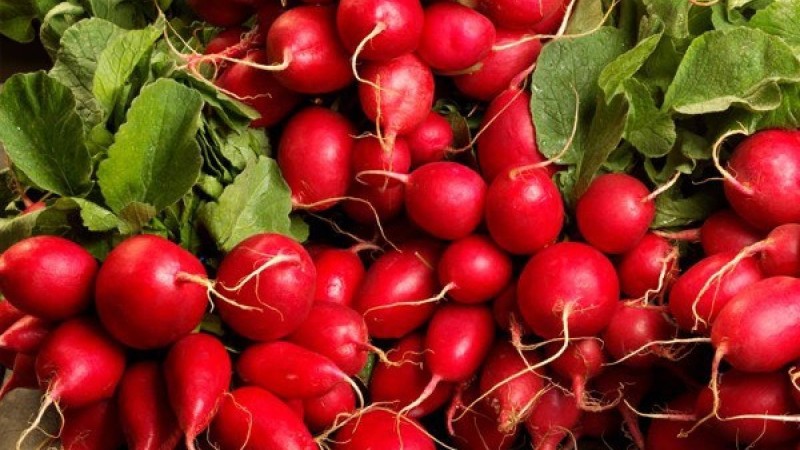 Шалғам тураны не білесіз? |