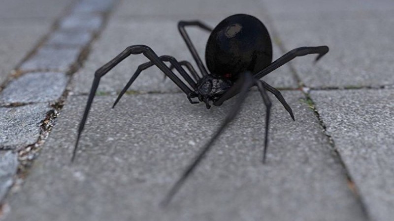 Ғалымдар опоссумды жеп жатқан алып өрмекшінің үстінен түсті – видео