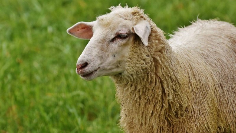 Қойлар туралы қызықты 17 мәлімет
            14:59, 23 Сәуір, 2019
        
        Қой қашаннан бастап қолға үйретілген