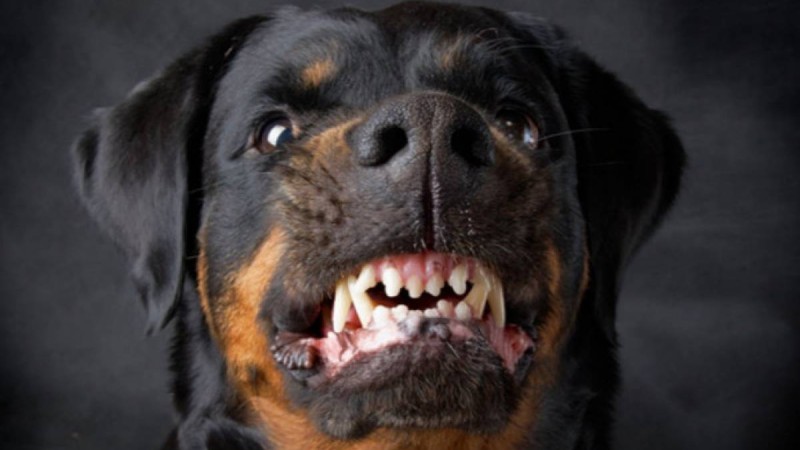 Алматыда 3 жасар қызды ит талап өлтірді