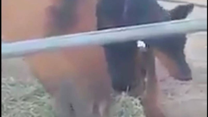 Ит жылқымен жағаласып шөп жеп жатыр