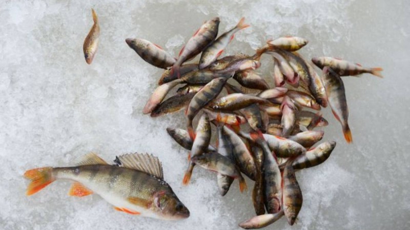 Жайықтағы балықтың қырылуынан қанша шығын келгені белгілі болды