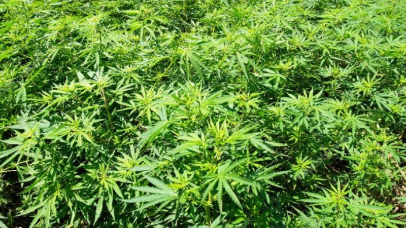 Қарасора егемін деп сорлап қалды