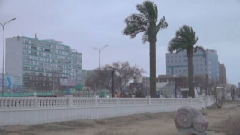 Дубайдан қаламыз ба? Ақтауда пальма ағаштары "өсетін" болды