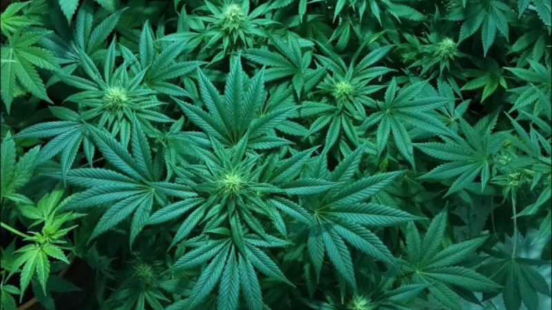 Алматы облысында үйінің жер төлесінде есірткі өсірген тұрғын ұсталды