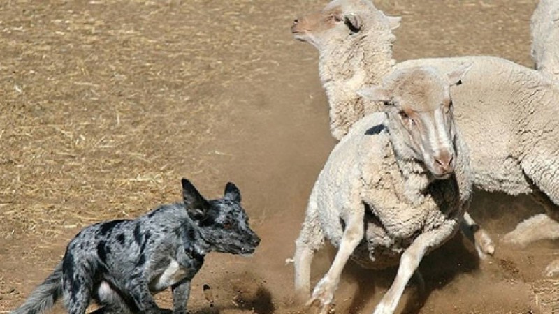 Британияда қойларға шабуыл жасаған иттердің ДНҚ базасы жиналуда