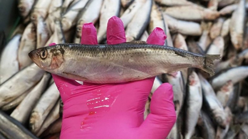 "Өлген балық көрмедік" Вице-министр Жайықтағы жағдайды көріп қайтты