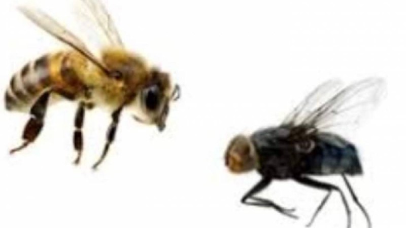 Әпсана: Бал арасы мен шыбын