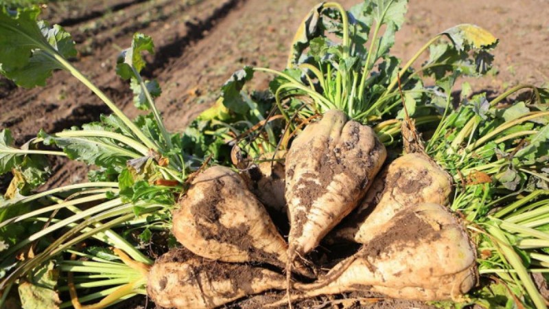 Алматы облысында қант қызылшасын өсірумен айналысатындар ақшасын ала алмай жүр