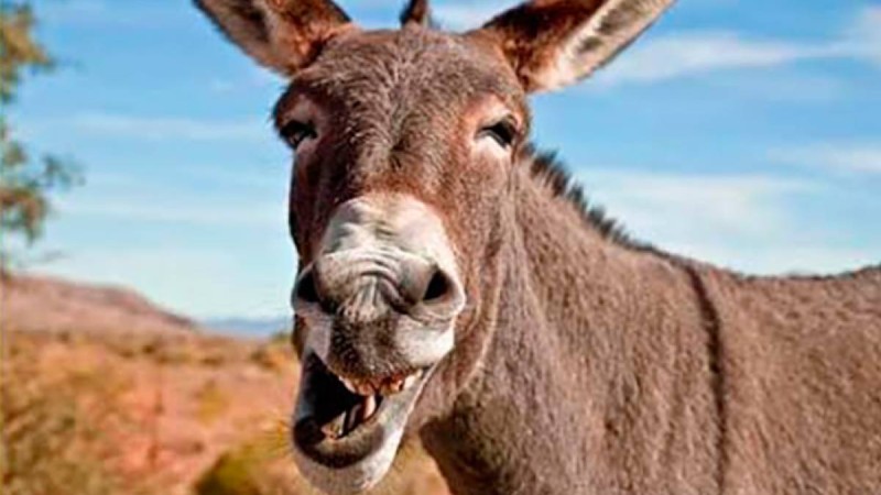 Есектің даусы адам денсаулығына зиян. Мұны Құранда қалай дәлелдеген?