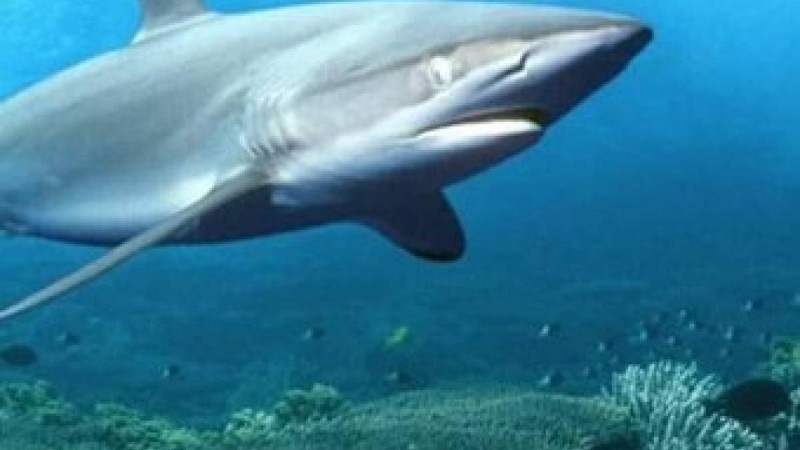 АЖАЛ АУЗЫНДАҒЫ МАХАББАТ