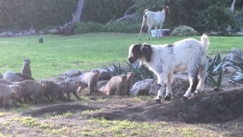 Лақ бір топ жыртқышқа тойтарыс берді