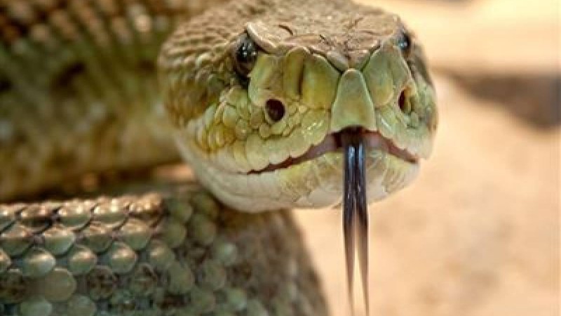 Әйел адам күйеуінің жыланын омырауымен емізуге мәжбүр болды